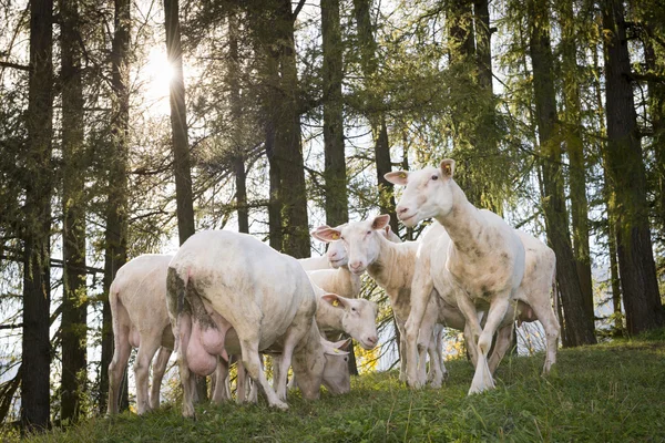 Folle di pecore al pascolo con grande mammella di fronte alla foresta — Foto Stock