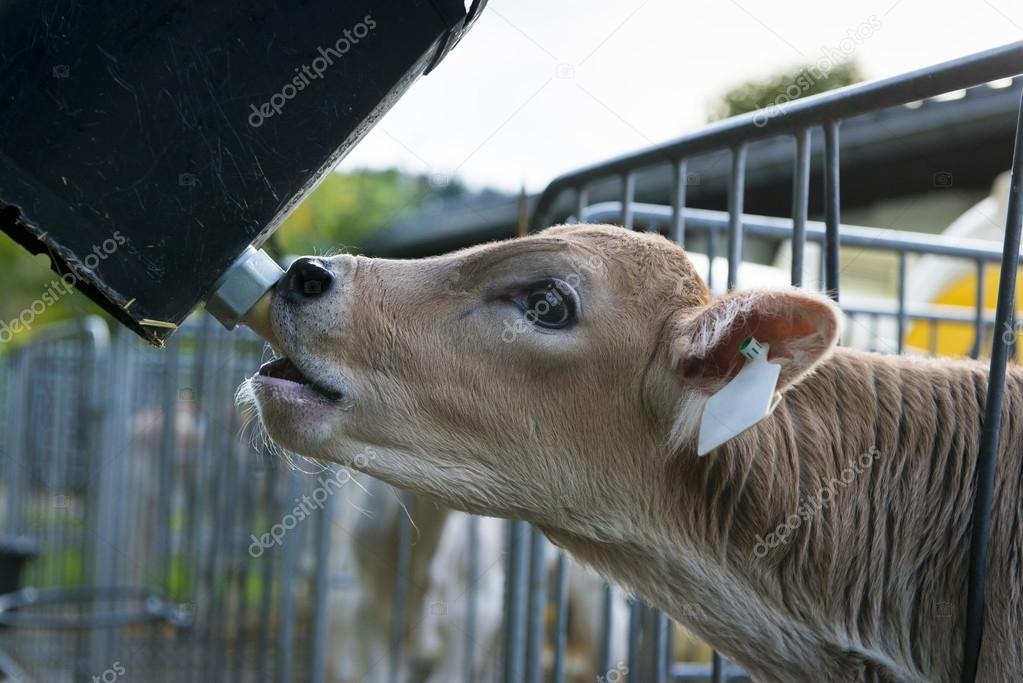 Young cute cow with head through fence sucks on feed nipple