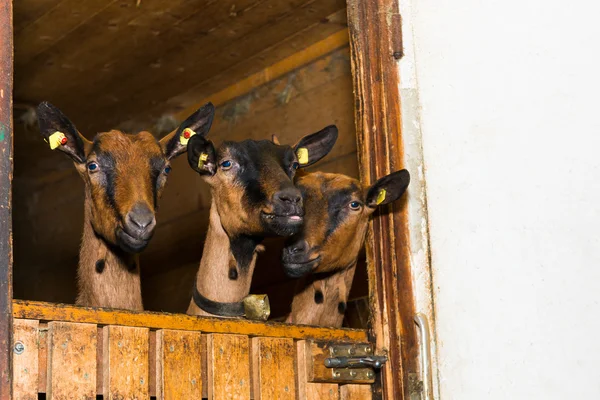Três cabras jovens olhando para fora de sua caixa de celeiro de madeira — Fotografia de Stock