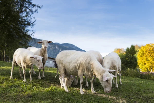 Popękane owce pasące się na wzgórzu z kolorowych drzew na jesień — Zdjęcie stockowe