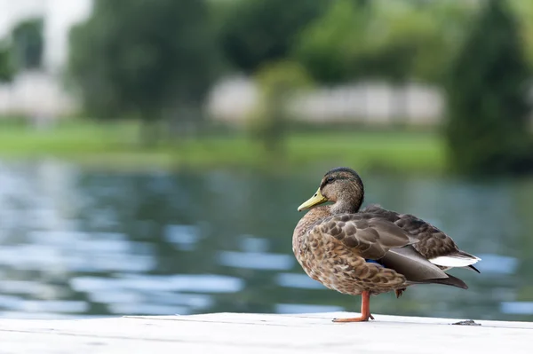 Wartende Ente steht auf Sockel vor See mit schönem Bokeh — Stockfoto