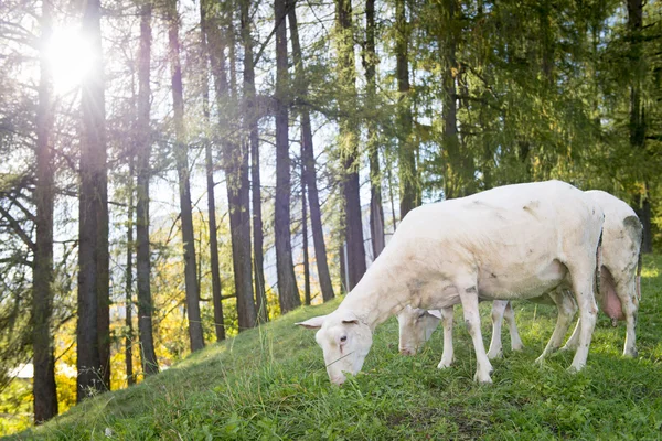Ovelhas pastam na colina com floresta nas costas e sol de volta luz — Fotografia de Stock