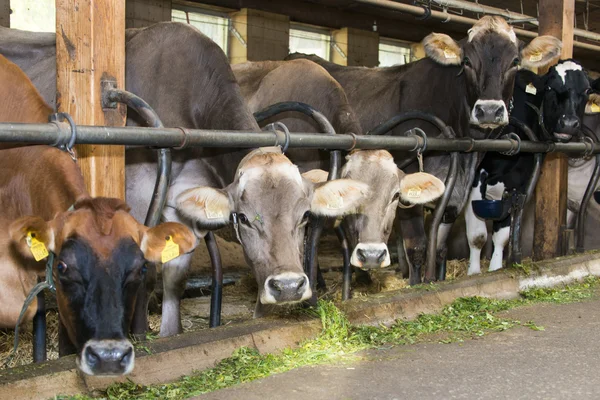 Kilka krów podczas jedzenia trawy i siana w stodole krowa — Zdjęcie stockowe