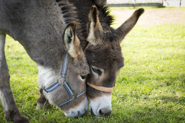 Zwei Esel fressen Gras, wobei sich die Köpfe berühren — Stockfoto