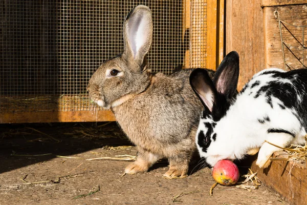 Two funny bunnies go out of their cot stall while on eats an apple — Stock Photo, Image