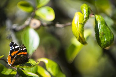 Amiral butterfy on ağacının yaprak yeşil oturur
