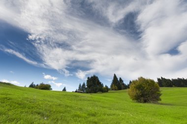 taze yeşil çim ve bulutlu gökyüzü mavi dağ çayır, tek bush