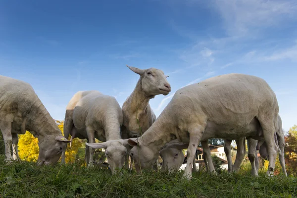 Diverse pecore che mangiano erba sulla collina uno sta guardando fuori dalla folla — Foto Stock