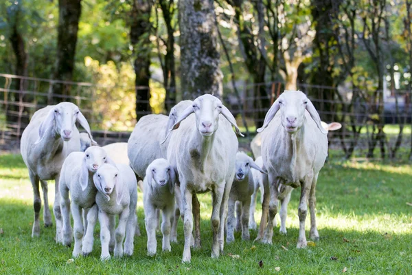 Schafe und Lämmer laufen auf Wiese und Wald auf Kamera zu — Stockfoto