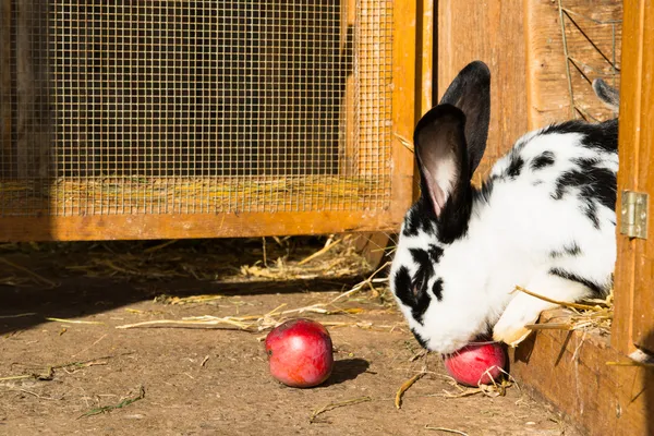 White and black dotted rabbit eats an red apple at his hutch — Stock Photo, Image