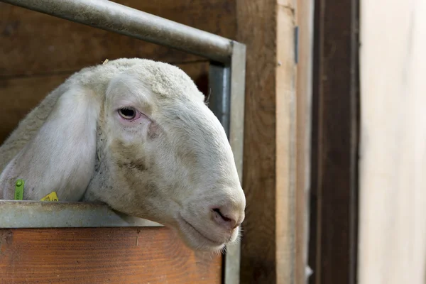 White sad dirty sheep looks out of his barn wants to get away out — Stock Photo, Image