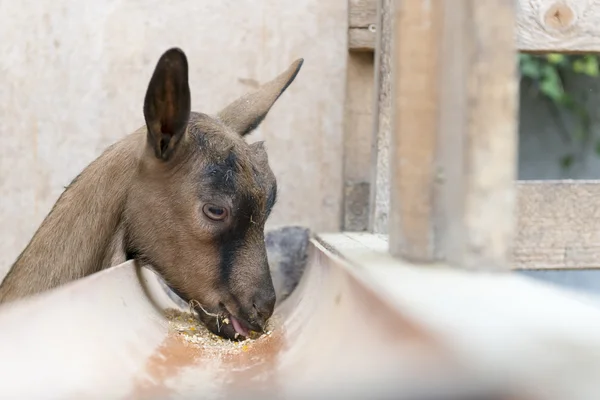 Vista laterale di capra bambino mangia fuori da un canale di alimentazione — Foto Stock