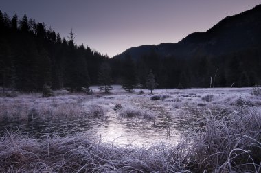 soğuk kış günü forest yakınındaki bataklık dondurulmuş