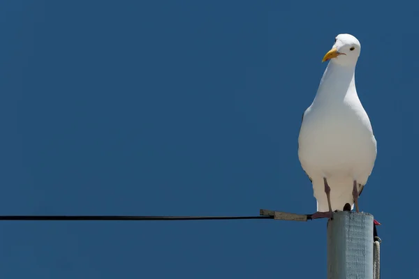 Seagull sitting on power supply line and is looking curious — Stock Photo, Image