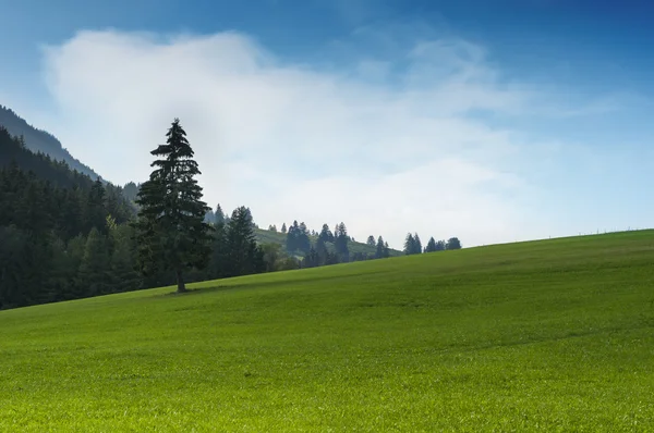 Idyllic green grass hill with single tree and blue cloudy sky scenery — Stock Photo, Image