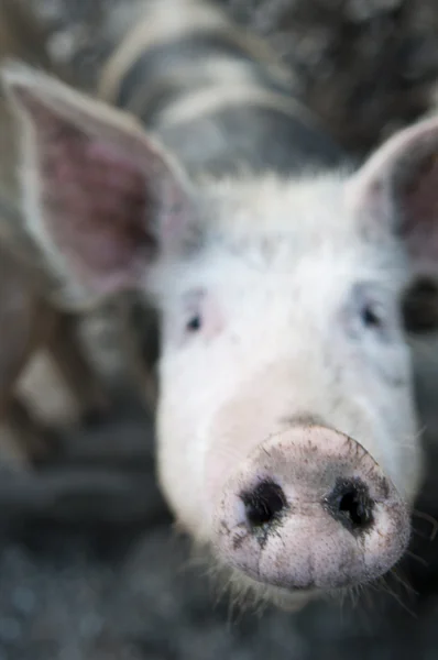 Curioso giovane maiale sta guardando dritto nella fotocamera con il suo grande naso — Foto Stock