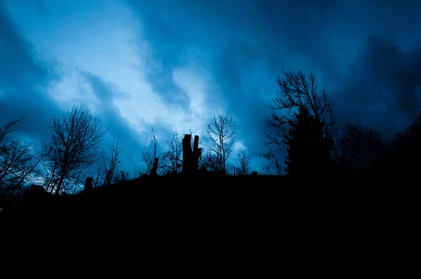 Retroilluminato di cielo azzurro mistico e soilhouette di alberi di foresta in inverno — Foto Stock