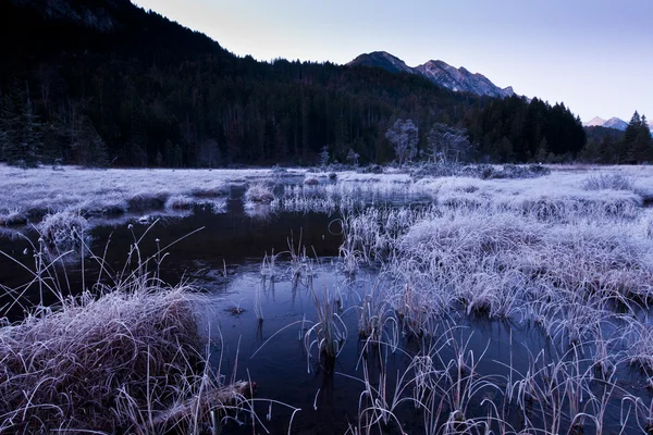 Mystischer Sumpf in Waldnähe an einem kalten Wintertag — Stockfoto