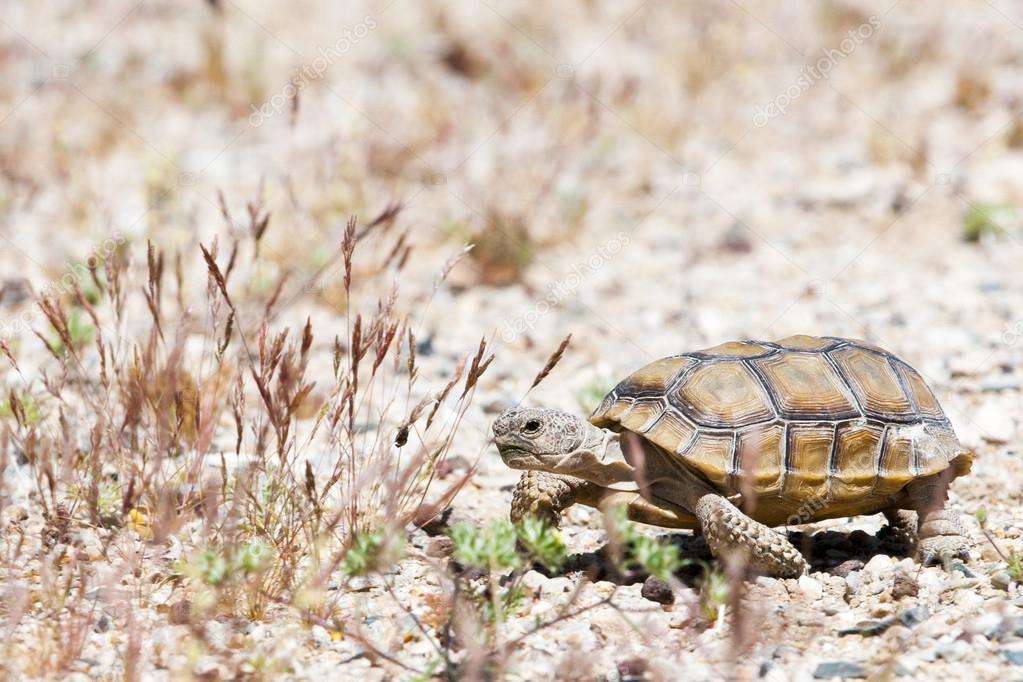 Walking turtle at american desert between grass and gravel