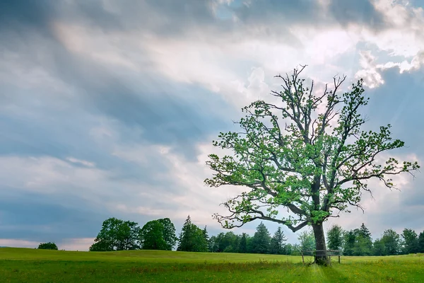 Single tree at sunset at green meadow — Stock Photo, Image