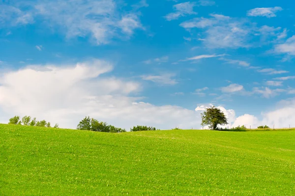 Prato verde con alberi all'orizzonte — Foto Stock