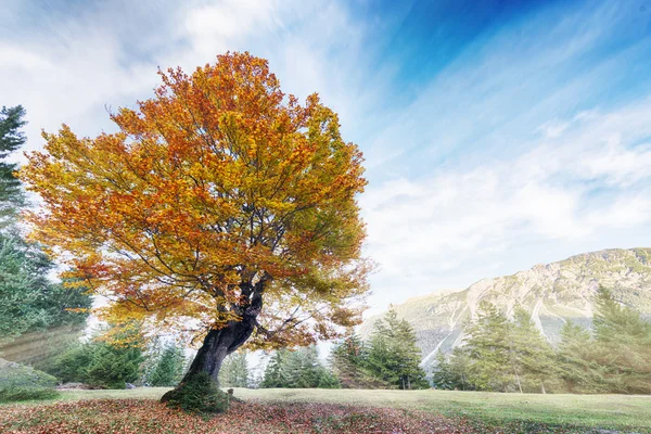 Sonbahar, alp çayır üzerinde renkli ıhlamur ağacı — Stok fotoğraf