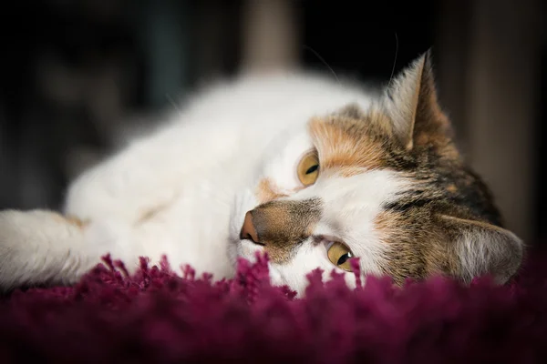 Ленивый пушистый кот с пятнистой шерстью лежит на фиолетовом ковре — стоковое фото