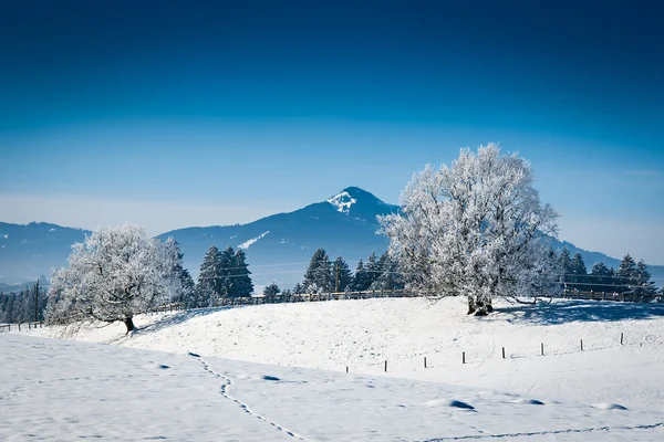 Nádherné zimy den s zasněžené stromy a stopy ve sněhu — Stock fotografie