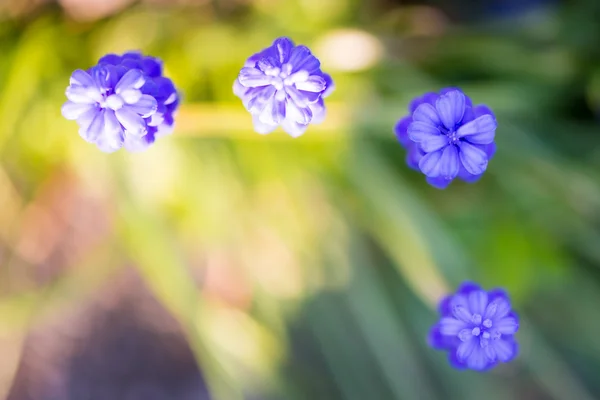 Drei blaue Traubenhyazinthen aus der Vogelperspektive im Garten — Stockfoto