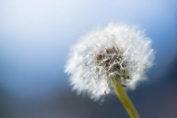 Tarassaco fiore con retroilluminazione e sfondo cielo blu — Foto Stock