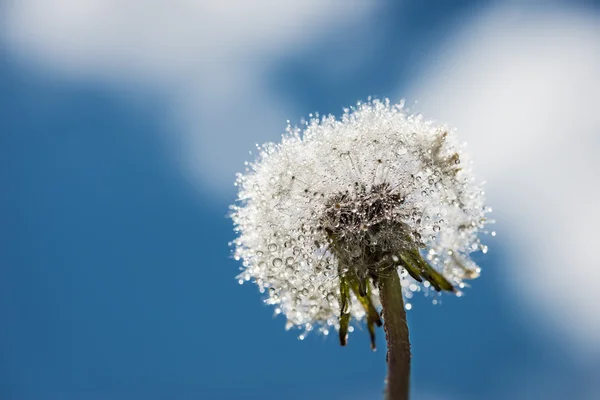 Head of blowball blossom with water drops and soft sky — Stock Photo, Image