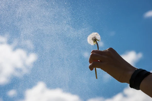 La mano tiene il fiore del blowball in su nel cielo con le nuvole molli — Foto Stock