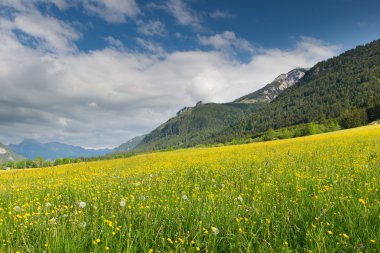 Yeşil Sarı çayır dandelions tam ile dağ, yaz