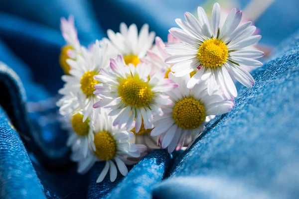 Bouquet of daisy flowers on jeans trousers with yellow blossoms — Stock Photo, Image