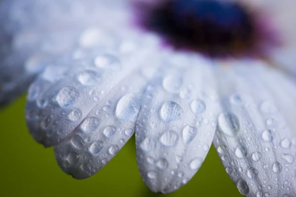 Pétalos de capa flor de margarita de lluvia con grandes gotas de agua —  Fotos de Stock