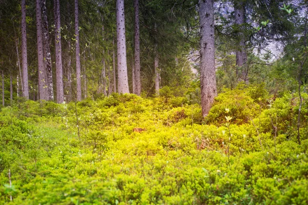 ป่าลึกลับเต็มไปด้วยต้นไม้ พุ่มไม้สีเขียวที่มีจุดแดด — ภาพถ่ายสต็อก