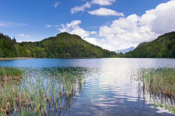 Lago Alatsee en Bavaria Alemania con cañas y cielo azul y agua —  Fotos de Stock