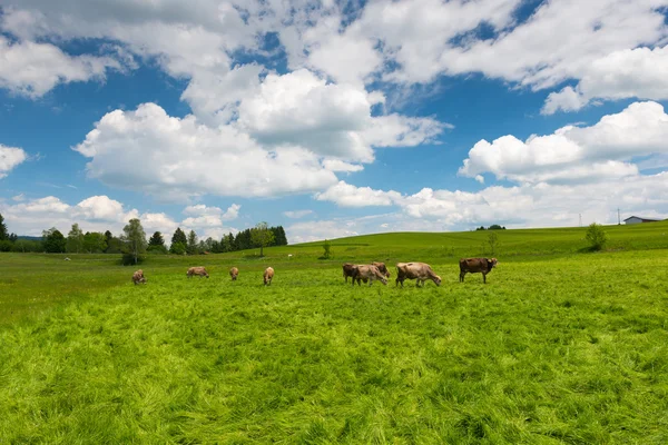 Hohe Graswiese mit grasenden Kühen am sonnigen Frühlingstag — Stockfoto