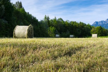 birkaç taze mowed çayır kırsal alp sahnede adlı bale hay