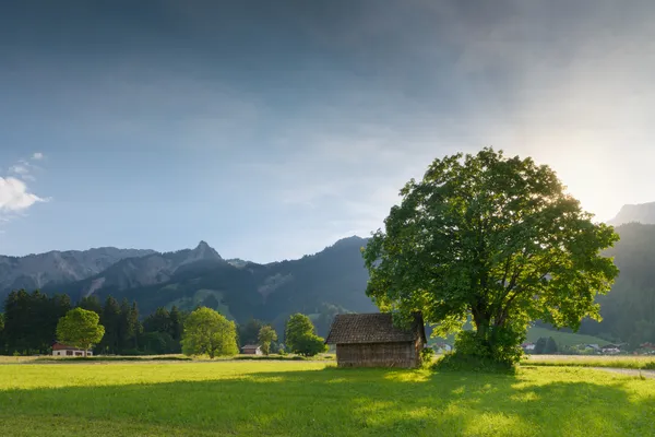 Back light of sun with linden tree and hut at tyrolean alp meadow — Stock Photo, Image