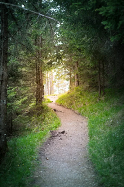 Väg väg går till solljus i slutet av tunneln under skog — Stockfoto