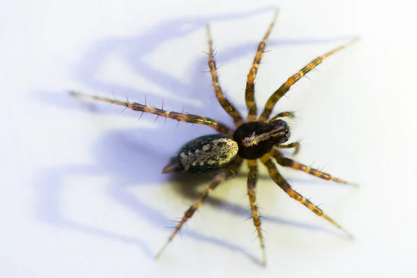 Small spider on white with shadow — Stock Photo, Image