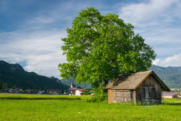 Big lime tree with old wooden hut at meadow in rural village scene — Stock Photo, Image