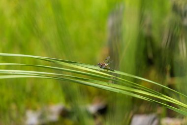 Yusufçuk - Çimlerin üzerinde uzanan kanatları olan Odonata. Arka planda bir mercek tarafından yapılmış güzel bir bokeh var.