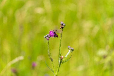 Çayırda çiçek açan çayır çiçekleri. Çiçeklerin üzerinde çeşitli böcekler var. Kelebek, güve, böcek. Arka plan yeşil..