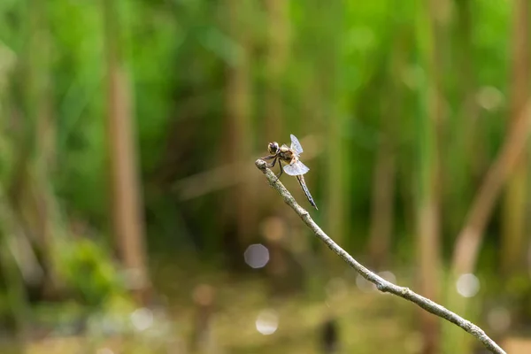 Dragonfly Odonata Витягнутими Крилами Травичку Задньому Плані Гарне Боке Створене — стокове фото