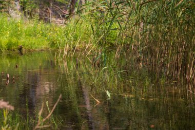 Bataklık suyu seviyesi. Çimenler ve sazlıklar sudan büyür..