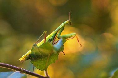 Peygamber devesi, çayırdaki çimlerin üzerinde oturan yeşil bir hayvan..