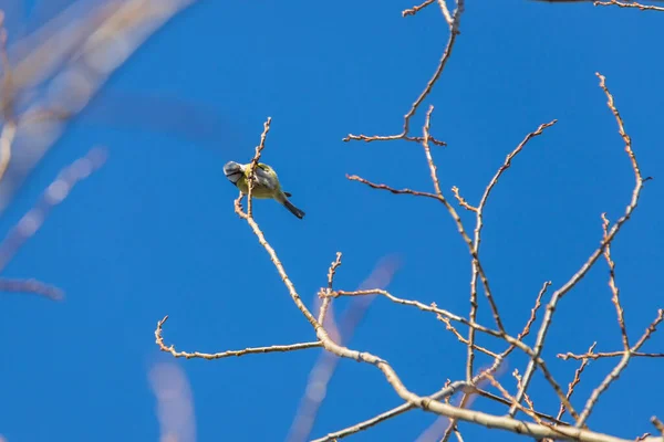 Little Colorful Tit Bird Sitting Tree Branch — Foto Stock