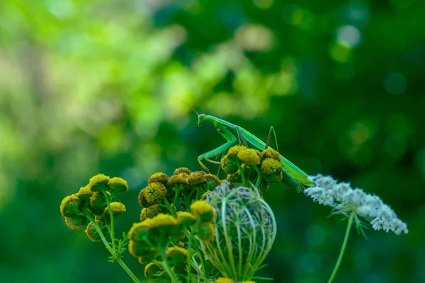 Mantis Mantis Religiosa Groen Dier Zittend Een Grassprietje Een Weiland — Stockfoto